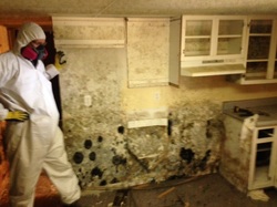 Mold growing on the kitchen walls of a bank foreclosed home