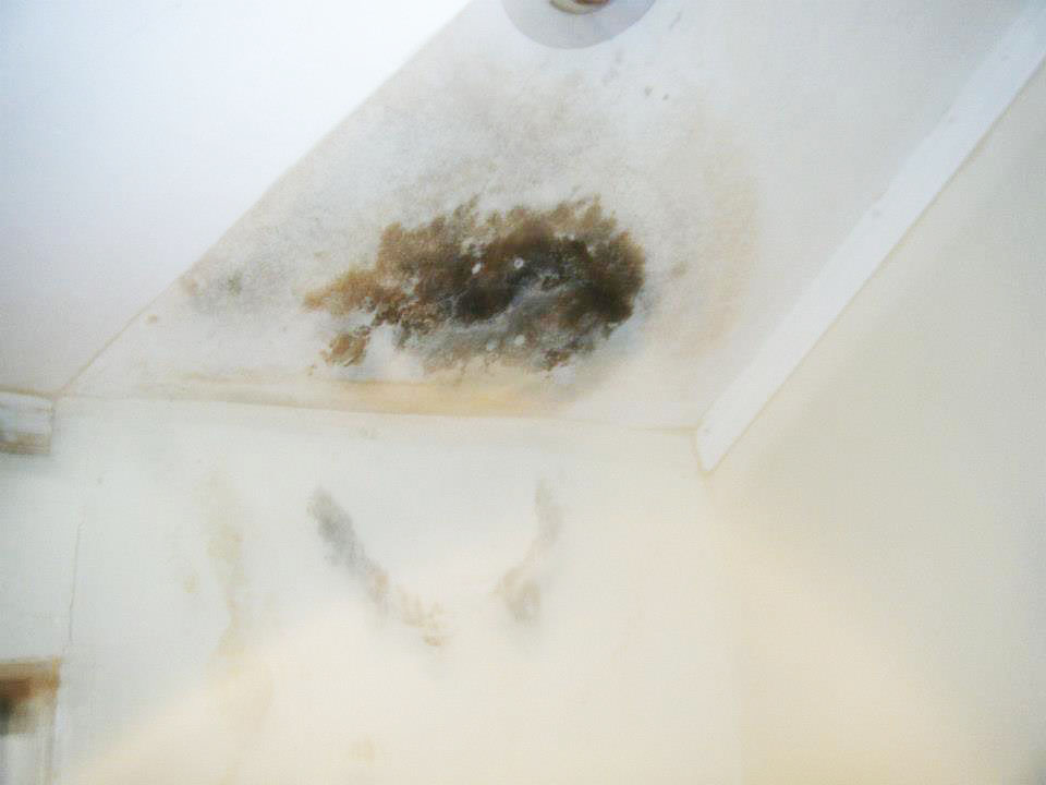Black mold as a result of water damage