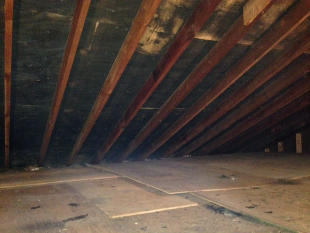 mold on attic rafters