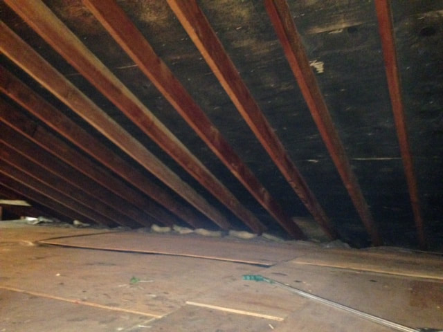 attic mold growth
