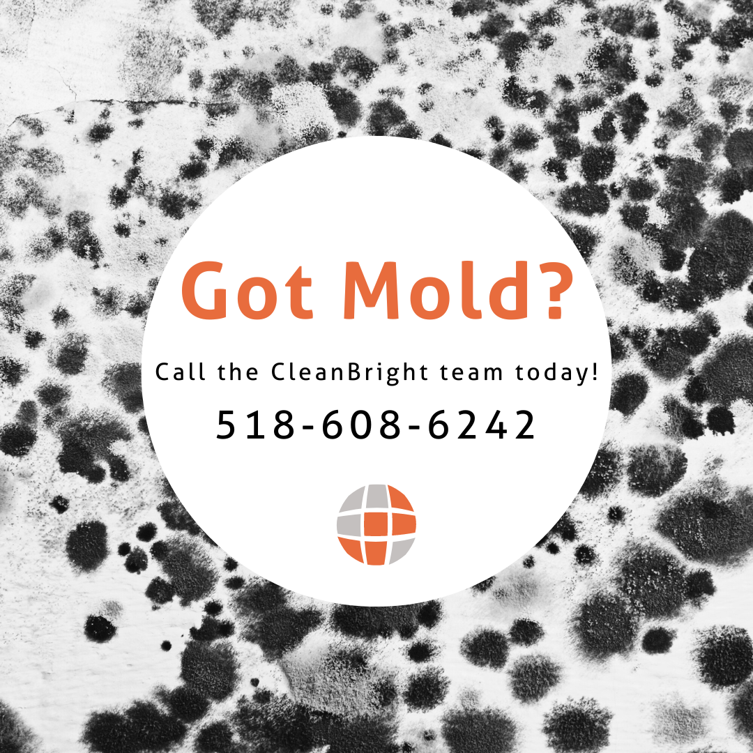 have mold call cleanbright today