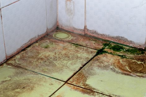 green mold on a tile floor