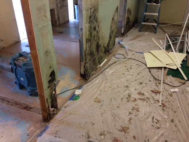Black mold growth throughout the interior of the building.