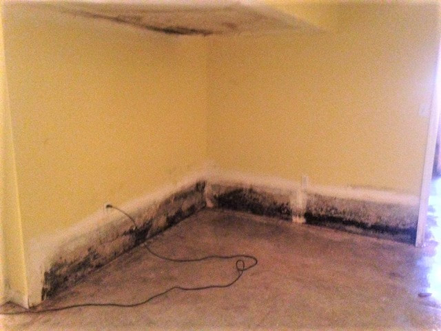 Mold growth around the perimeter of the basement from the extensive water damage.