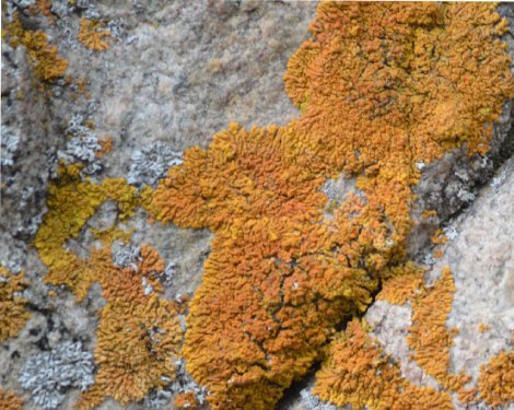 orange mold on a rock